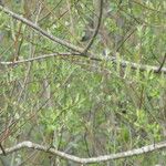 Salix sitchensis Pokrój