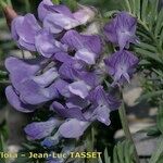 Vicia cusnae Flower