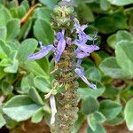 Plectranthus caninus