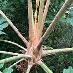 Tetrapanax papyrifer Magamba