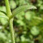 Cerastium fontanum Leaf