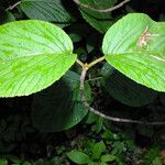 Viburnum lantanoides Blatt