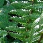 Dryopteris crassirhizoma List