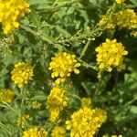 Sisymbrium austriacum Flower