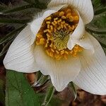 Anemone vernalis Blüte