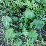 Crambe hispanica Leaf