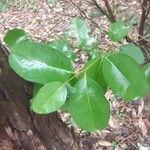 Garcinia gardneriana Leaf