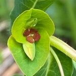Euphorbia dulcis Λουλούδι