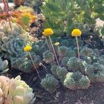 Cotula hispida Flor