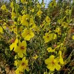 Verbascum sinuatumFlor