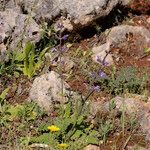 Salvia virgata Blomma