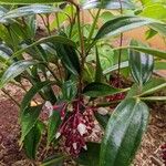 Medinilla venosa ഇല