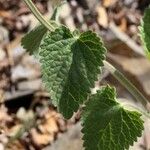 Scutellaria albida 葉