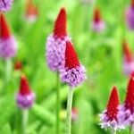 Primula vialii Blomma