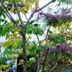 Aralia elata Συνήθη χαρακτηριστικά