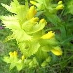 Rhinanthus alectorolophus Flower