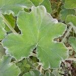 Pelargonium tomentosum Blatt