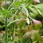 Epilobium roseumBlüte