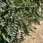 Sophora macrocarpa Φύλλο