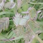 Chasmanthium latifolium Плід