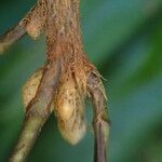 Oleandra distenta Άλλα