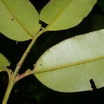 Calophyllum brasiliense Feuille