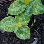 Trillium sessile 叶