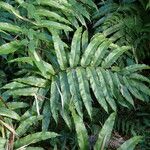 Thelypteris reticulata Лист