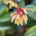 Berberis verruculosa Fruit