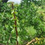 Commiphora madagascariensis Leaf