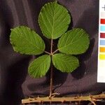 Rubus andegavensis Blad