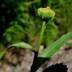 Coleostephus myconis Leaf