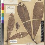 Evonymopsis obcuneata Otro