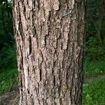 Quercus michauxii Bark