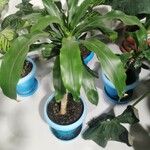 Dracaena fragrans List