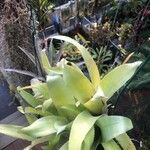 Billbergia nutans Blatt