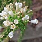 Fabiana imbricata Flower