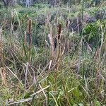 Typha orientalis Habit