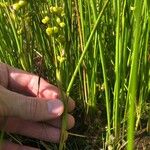 Scheuchzeria palustris Blad