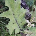 Solanum stramoniifolium Lehti