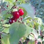 Cornus mas Fruit