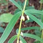 Polygonatum verticillatum Blodyn