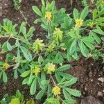 Crotalaria pycnostachya Flor