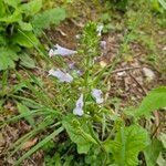 Salvia lyrata Flower