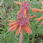 Agastache rupestris Flower