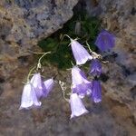 Campanula cochleariifoliaKvet