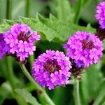 Verbena rigida Floare