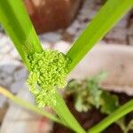 Cyperus difformis Flower