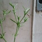 Polypremum procumbens Leaf