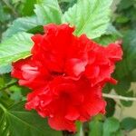 Hibiscus rosa-sinensisFlower